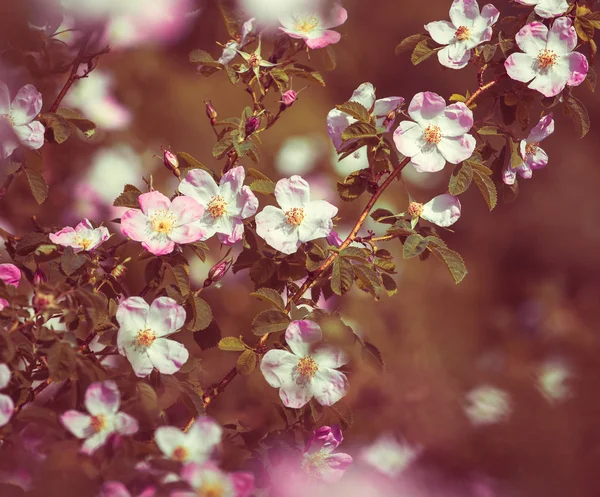 Flores. — Fotografia de Stock