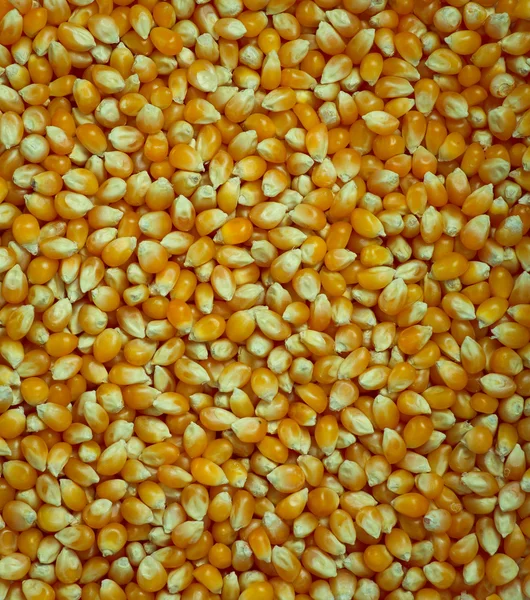 Textura kukuřice. — Stock fotografie