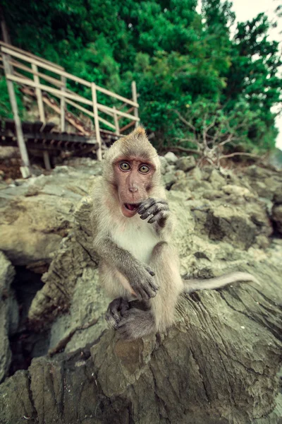 Funny monkey. — Stock Photo, Image