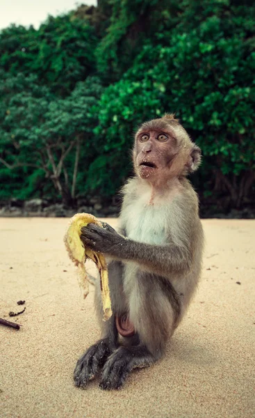 Funny monkey. — Stock Photo, Image