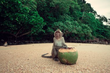 maymun ve Hindistan cevizi.