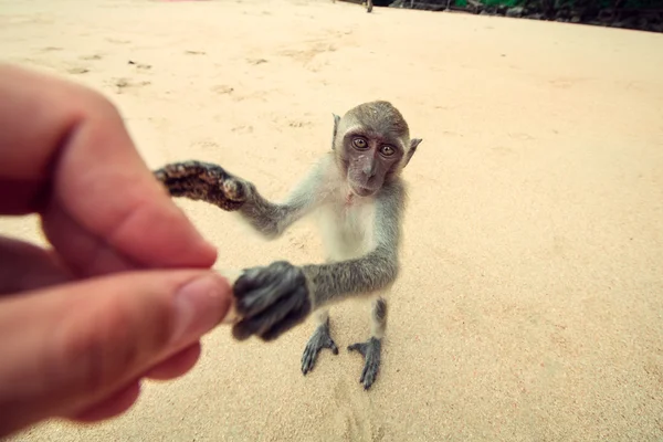 Funny monkey. — Stock Photo, Image