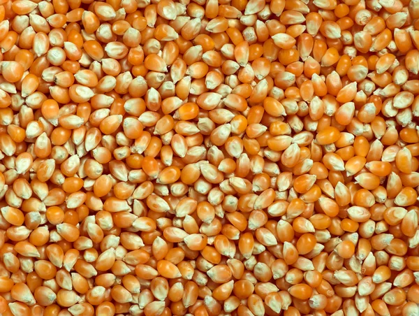 Die Textur von Mais. — Stockfoto