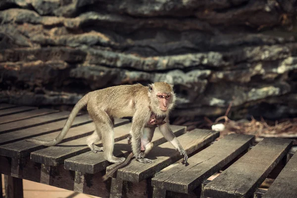 Singe avec un bébé — Photo