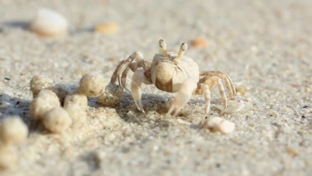 Filmarea Video Unui Crab Mic Locul Muncă Crab Mic Plajă — Videoclip de stoc