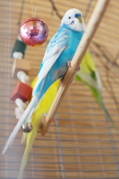 kafeste oturan mavi muhabbet kuşu