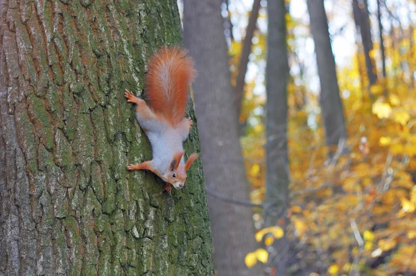 Avrasya sincap sonbahar ormandaki ağaç gövdesi üzerinde.