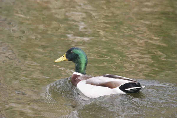 One duck — Stock Photo, Image