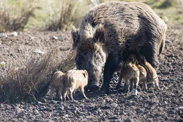 Wildboar — Stock Photo, Image