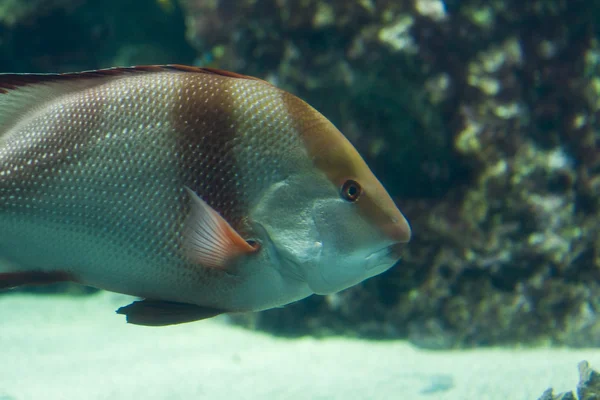 Exotischer Fisch — Stockfoto