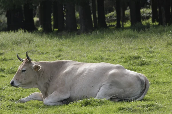 Cow sleeping — Stock Photo, Image
