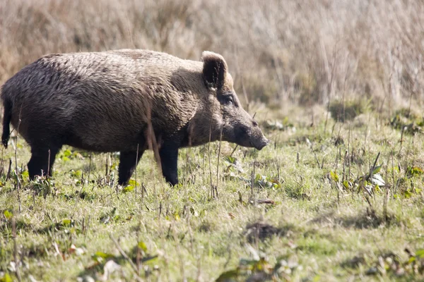 Wildboar — Stock Photo, Image