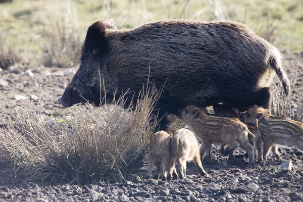 Young piglets — Stock Photo, Image