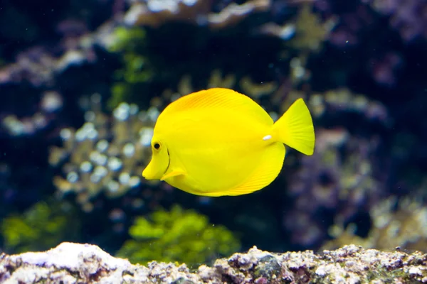 Exotische vissen — Stockfoto