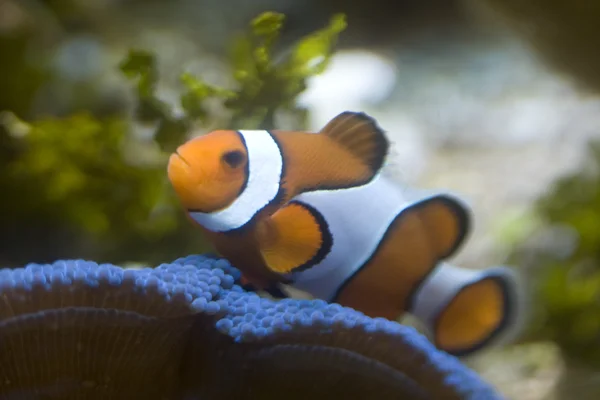 Exotische vissen — Stockfoto