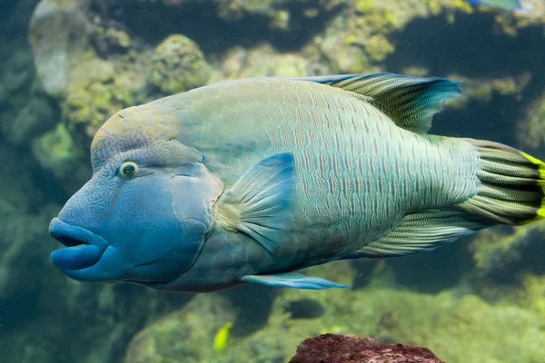 Peixe exótico — Fotografia de Stock