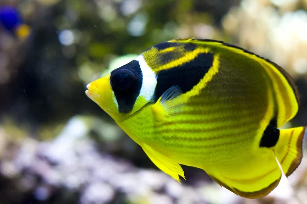 Peces exóticos — Foto de Stock