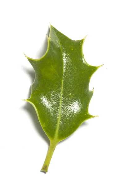 Holly leaf — Stock Photo, Image