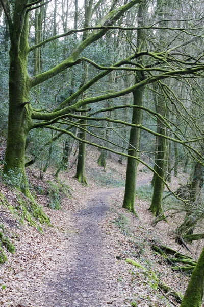 Way in forest — Stock Photo, Image