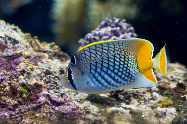 Exotischer Fisch — Stockfoto