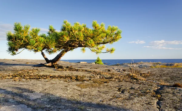 Eenzame onvolgroeide pijnboom — Stockfoto