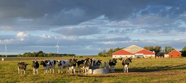 Kühe auf einem schwedischen Bauernhof — Stockfoto