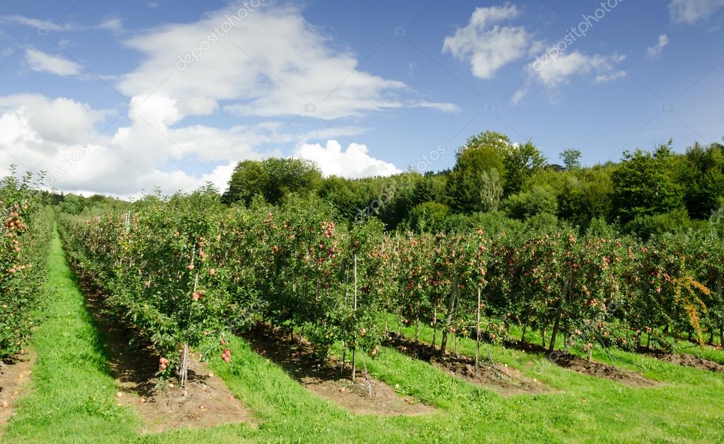 Apple orchard — Stock Photo © peter77 18314791