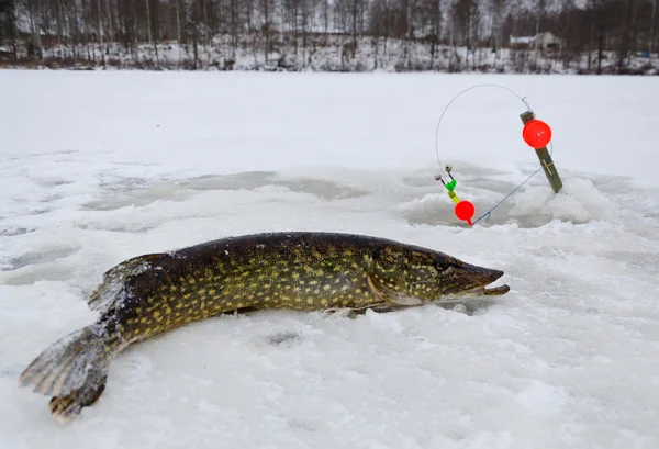 Pêche au brochet d'hiver — Photo