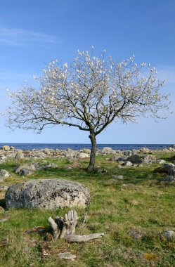 Yalnız çiçek açan ağaç