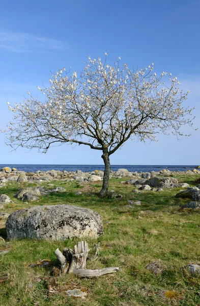 Ensam blommande träd — Stockfoto