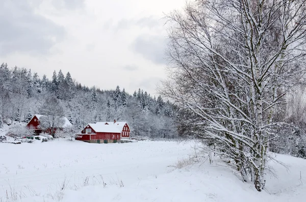 Hiver au sud de la Suède — Photo