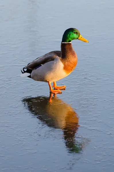 Anatra maschio con riflesso di ghiaccio — Foto Stock