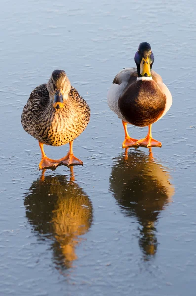 Ducks on the ice — Stock Photo, Image