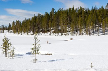 kış sezonu için dizgin geyikler