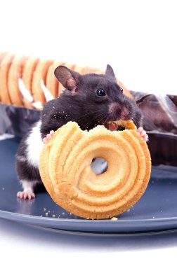 hamster kek sever