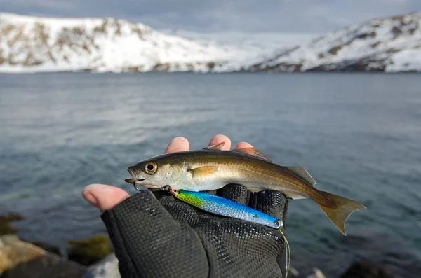 Pesce piccolo in mano — Foto Stock