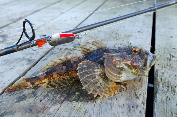 Shorthorn Sculpin megölte őt horgászat trófea — Stock Fotó