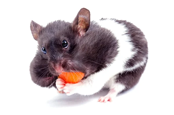 Greedy hamster — Stock Photo, Image