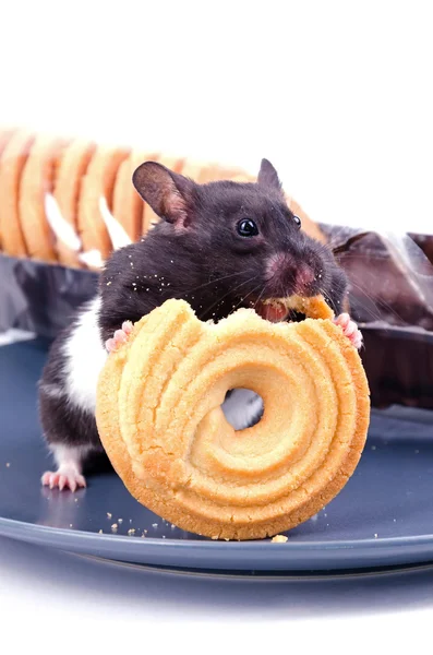 Hamster gosta de bolos — Fotografia de Stock