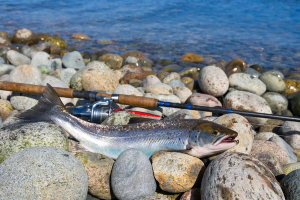 Trofeo di pesca alla trota di mare argento — Foto Stock