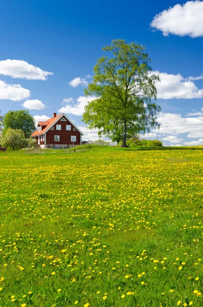 Vue verticale de la ferme suédoise en mai — Photo