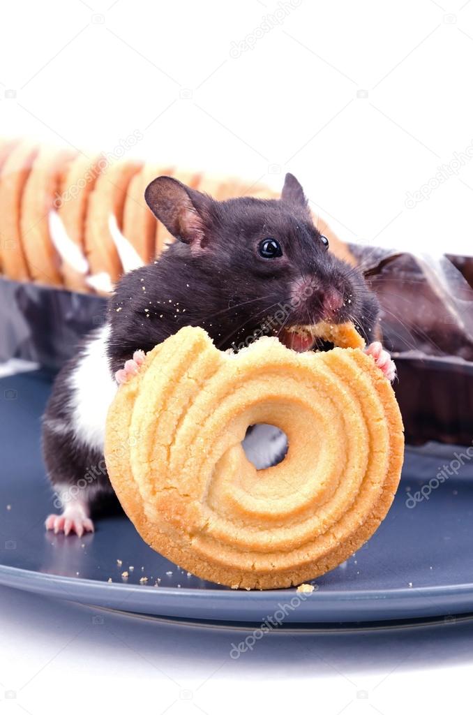 hamster eating cake