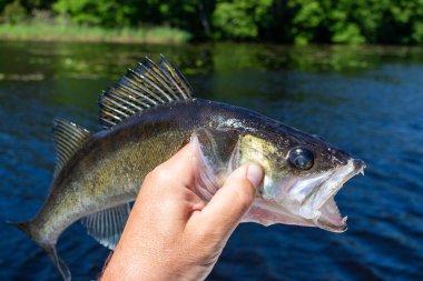 Mükemmel gece yırtıcı balığı - Zander