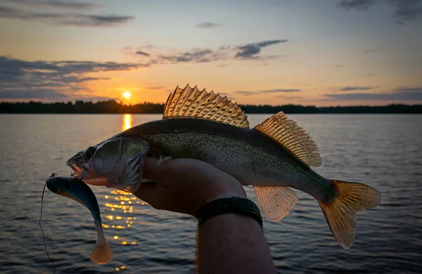 Zander Swedish Summer Evenings Fishing Trophy — Stock Photo, Image