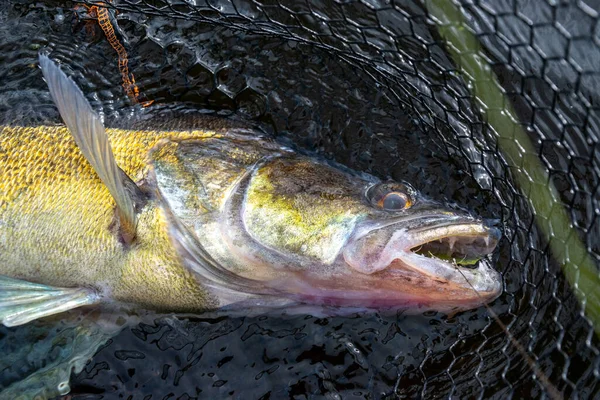 Zander Portrait Landing Net — Stock Photo, Image