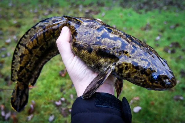 Pescador Sosteniendo Burbot Trofeo Pesca — Foto de Stock