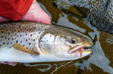 Deniz alabalığı. İniş ağında uçan balık avı kupası.