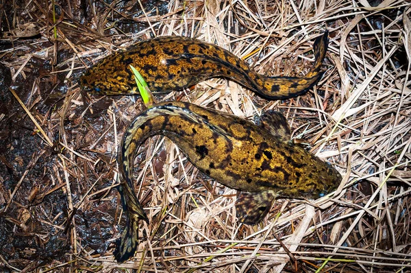 Dos Peces Burbot Atrapados Bajo Pesca Nocturna — Foto de Stock