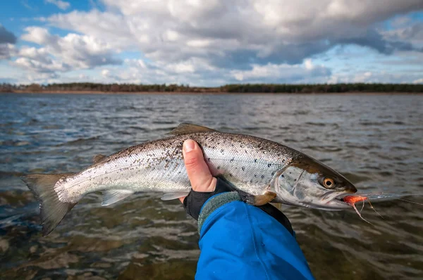 Liten Havsöring Handen — Stockfoto