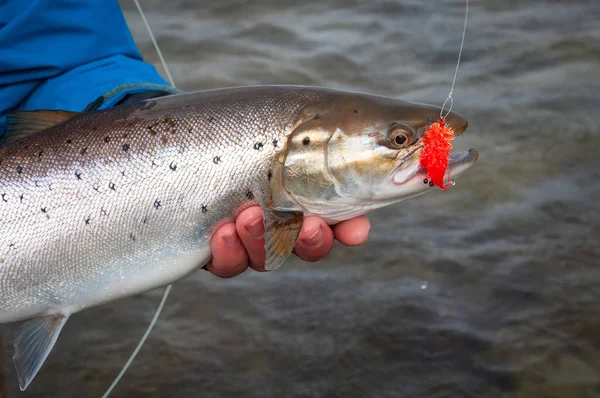 Κοντινό Πλάνο Για Θαλάσσια Πέστροφα Fly Fishing Τρόπαιο Την Άνοιξη — Φωτογραφία Αρχείου